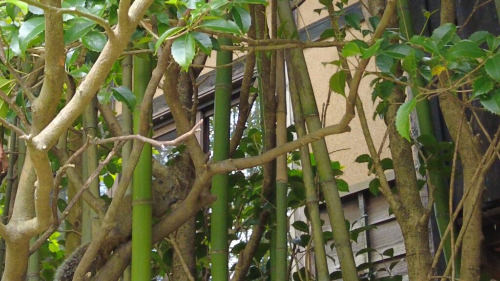 きらの里 敷地内で発見したリス
